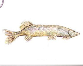 Pike watercolor painting, pike fish fine art print, fishermen art, fish art, underwater print, lilac yellow, Michelle Dujardin, wall print