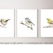 see more listings in the Birds Prints section