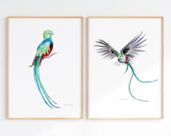 ケツァールの鳥の絵画 鳥の水彩画 アートプリント 赤 緑の鳥 壁アート