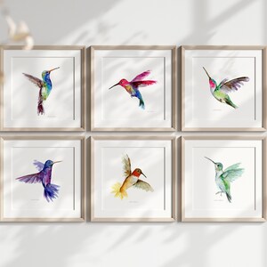 Puede incluir: Seis pinturas de acuarela enmarcadas de colibr&iacute;es en varios colores y poses. Los marcos son de madera clara y el fondo es blanco.