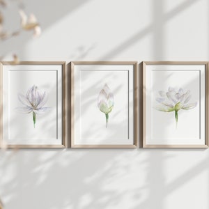 May include: Three framed watercolor prints of white lotus flowers in various stages of bloom. The prints are displayed on a white wall with natural light.