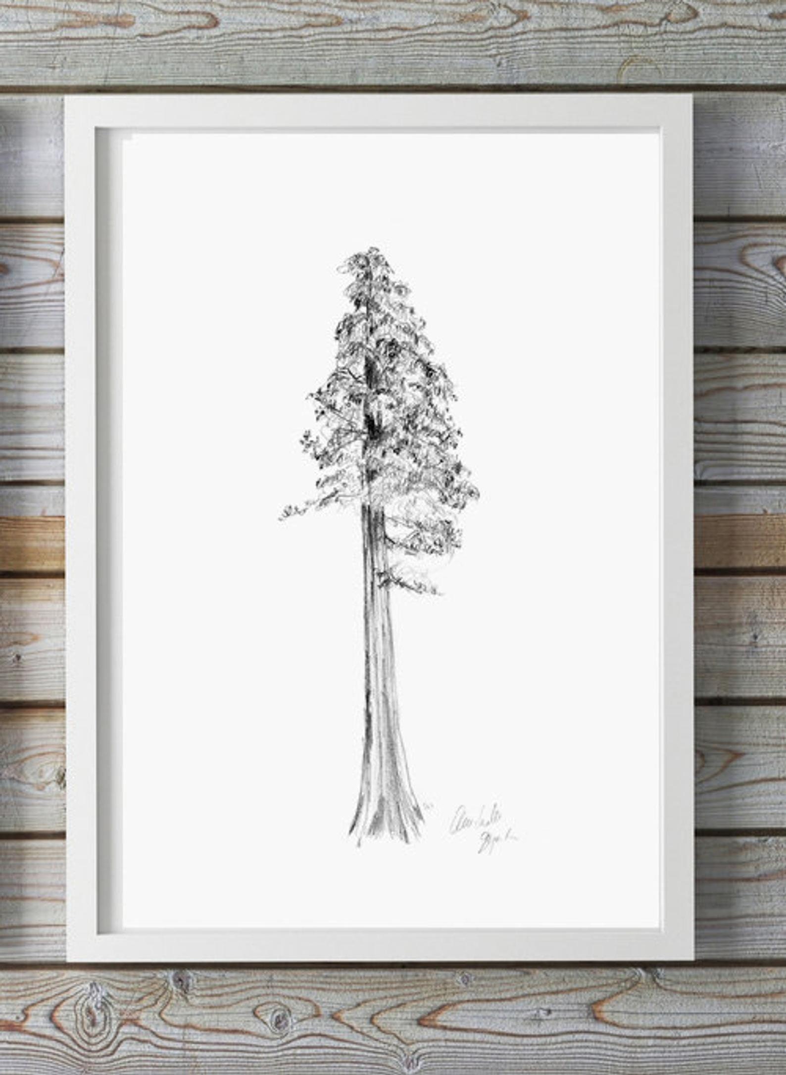 Giant Redwood Tree Watercolor Painting with a Minimalistic Style 29988585  Stock Photo at Vecteezy