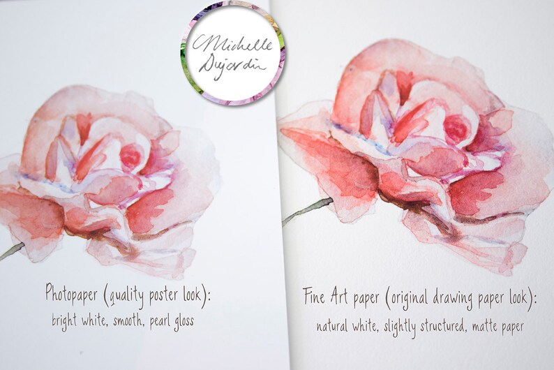 Puede incluir: Dos acuarelas de una rosa rosa, una en papel fotogr&aacute;fico con un acabado perlado y la otra en papel de arte fino con un acabado mate. El texto debajo de cada pintura describe el tipo de papel y el acabado.