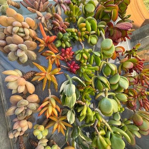 ASSORTED SUCCULENT CUTTINGS– Assorted Live Plants for Propagation | Rare & Common Mix | Indoor Decor, Gifts, Wedding Favors, Easy Care