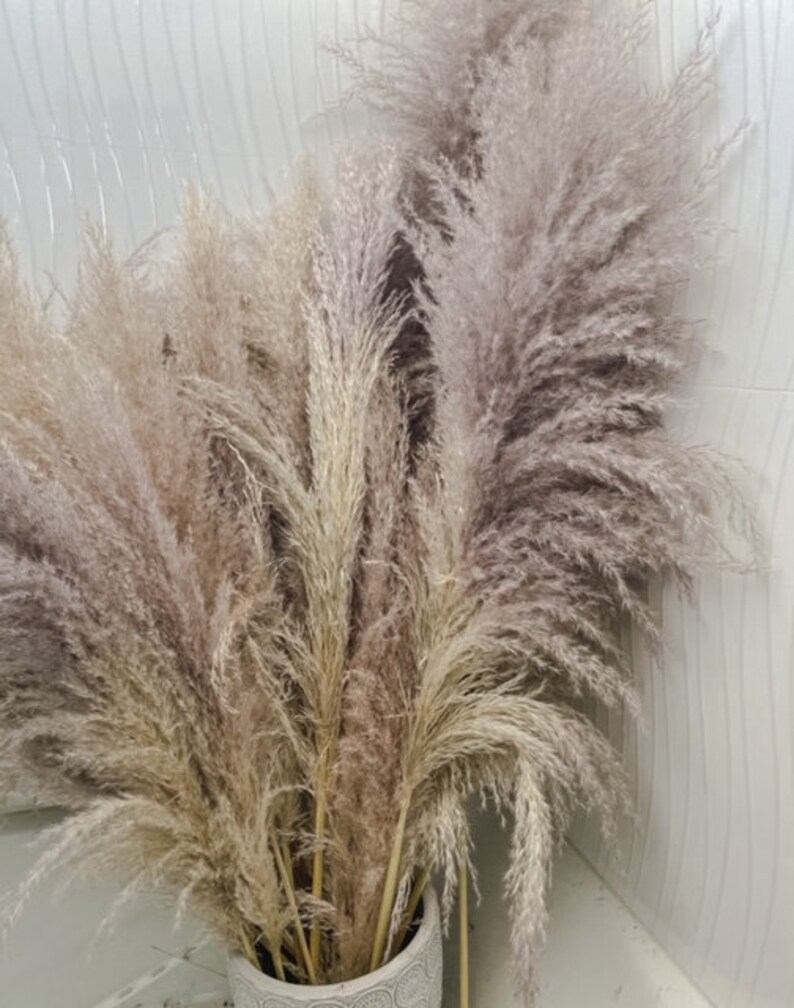 Rare EXTRA FLUFFY lavender purple Pampas Grass / wedding decor Etsy