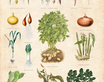Vintage Botanical Chart, Root Vegetable Table, Danish Educational Chart Limited Edition Art Print