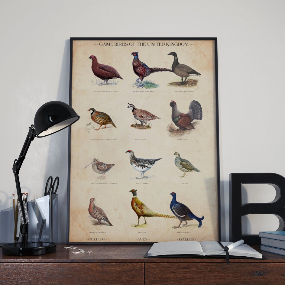 Vintage British Game Bird Chart Limited Edition Art Print Etsy UK