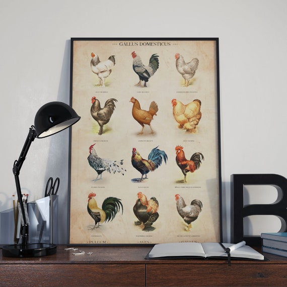 Chicken Breed Chart Poster