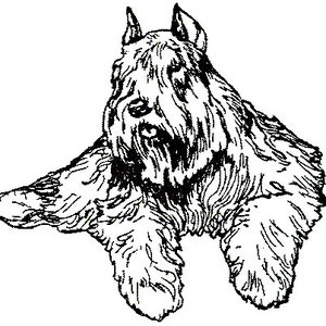 Bouvier des Flandres-3E-UM