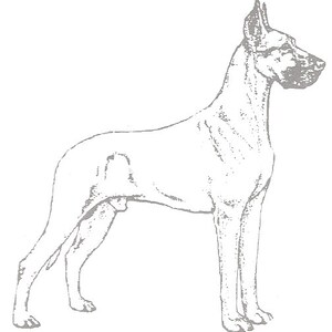 Great Dane-1F (Fawn)