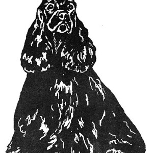 Könnte beinhalten: Schwarz-weiße Silhouette eines sitzenden Cocker Spaniels mit herunterhängenden Ohren.