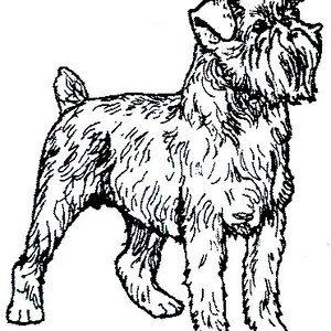 Grifone di Bruxelles-2E