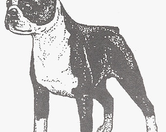 Premium PSD | Boston Terrier Dog Full Body Standing In Transparent Background 143418178