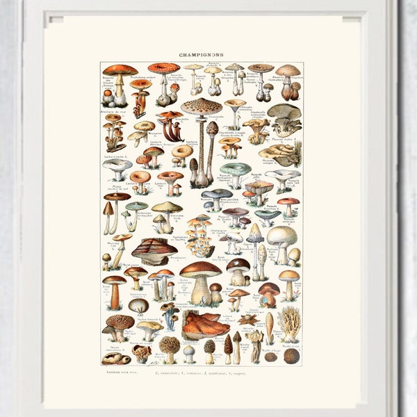 Paddestoelen poster digitale print