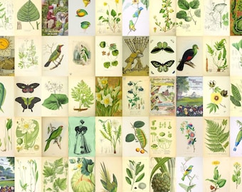 Collage kit green yellow instant download 70+ botanical prints