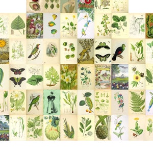 Collage kit fotomuur groen geel 70 botanische prints 10x15 cm download afbeelding 1