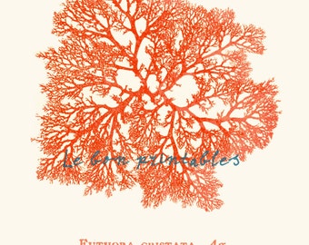 Vintage sea fan coral red instant download printable art jpeg