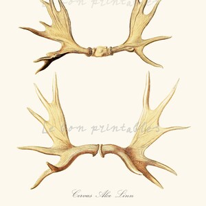 Antlers Moose Vintage Printable Art Christmas Instant Digital | Etsy