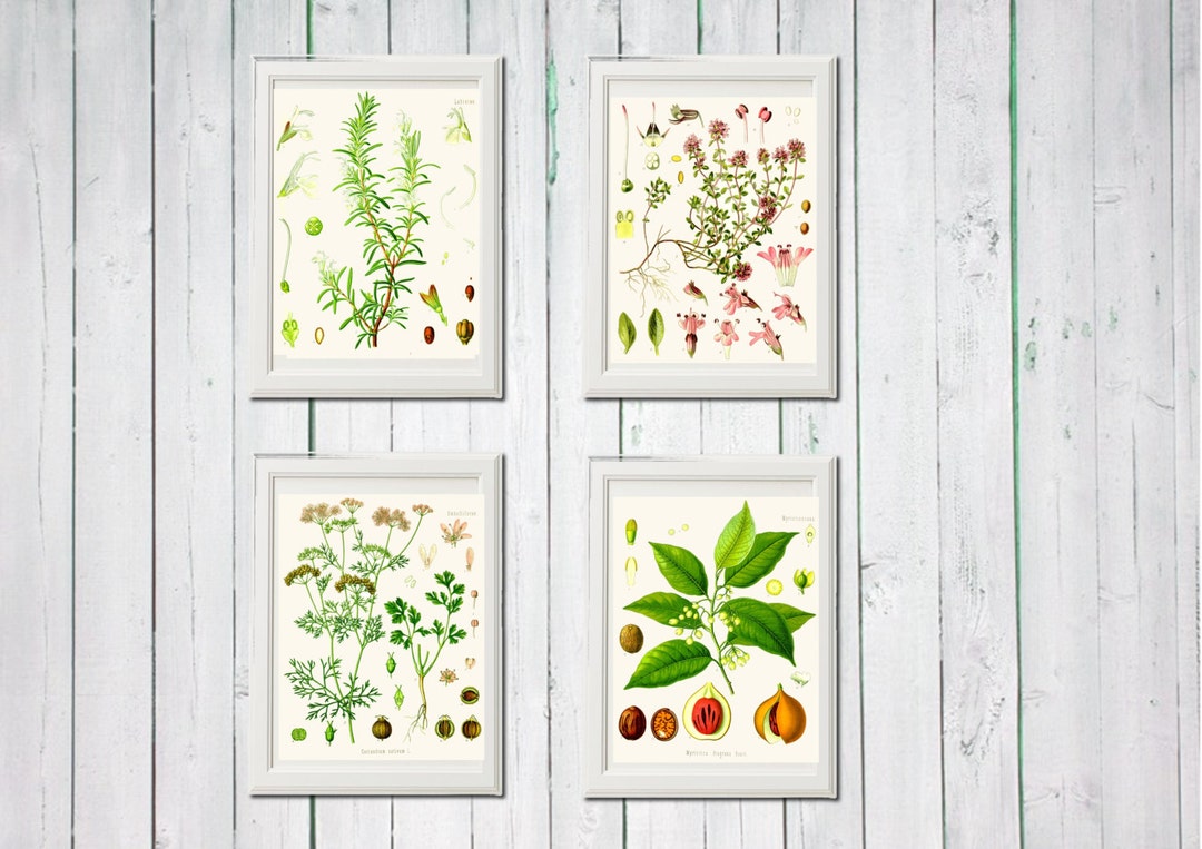 Herb Wall Art Set – Printable Vintage Kitchen Botanical Poster – French ...