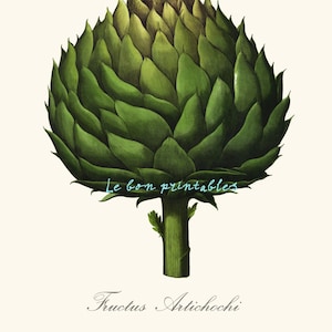 Stampa antica di carciofo | Arte da cucina vintage | Illustrazione digitale 8x11 | Download immediato | Arte botanica 1750 | File JPG e PNG