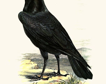 Vintage bird raven instant download printable art jpeg