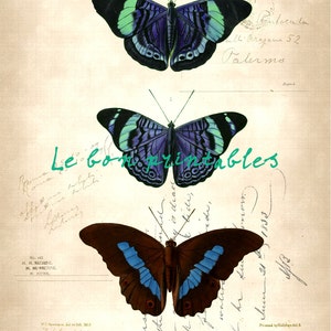 Butterfly vintage background instant download printable art jpeg A4