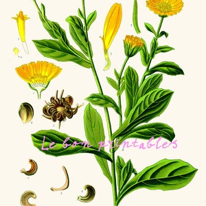 Vintage Calendula Print – Herbal Kitchen Art, Marigold Botanical Wall Decor, french cottage interior printable