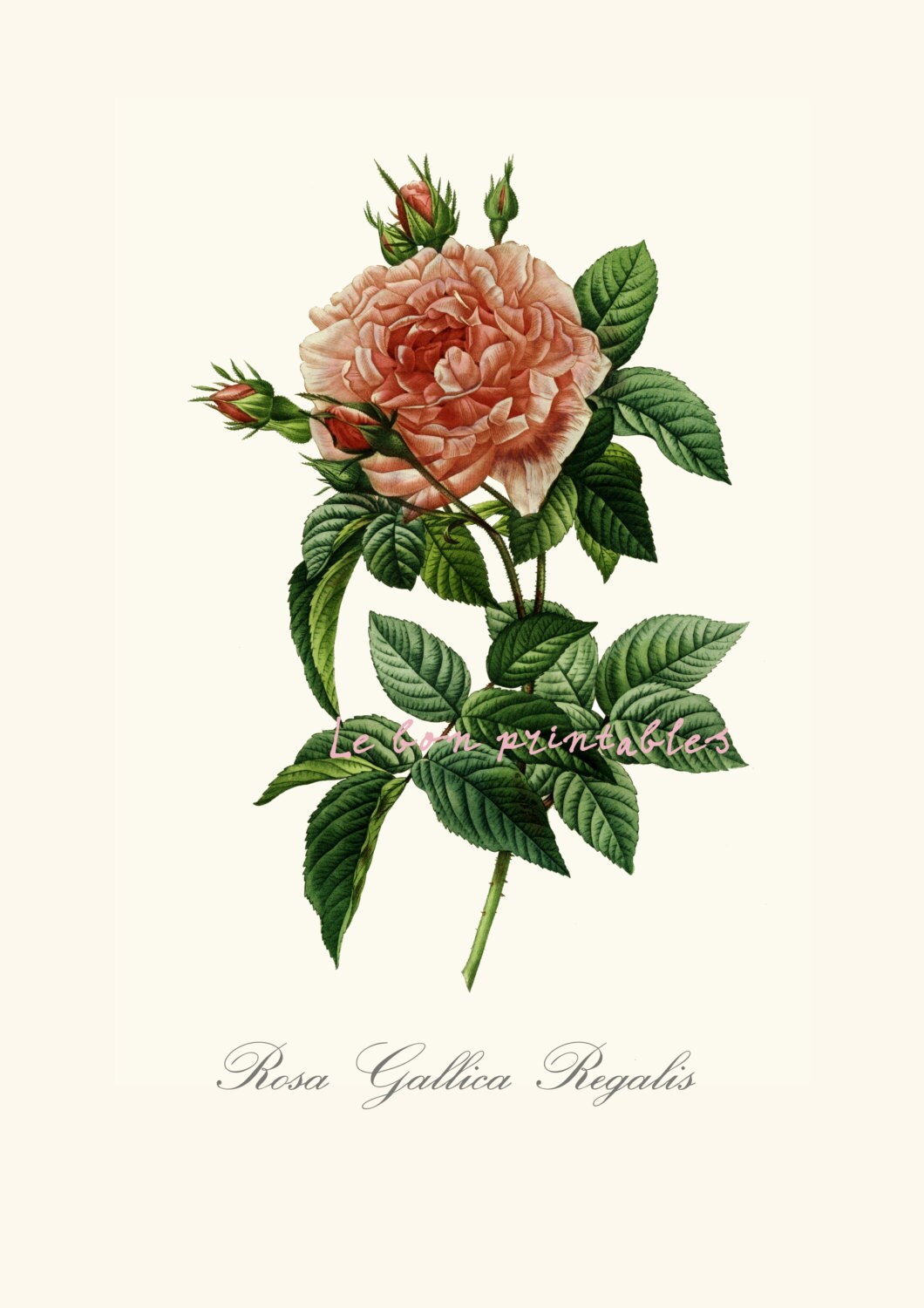 Picture wall printable vintage roses 4 art prints INSTANT Etsy