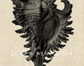 Printable art conch haeckel Iron on transfer digital sea vintage instant download