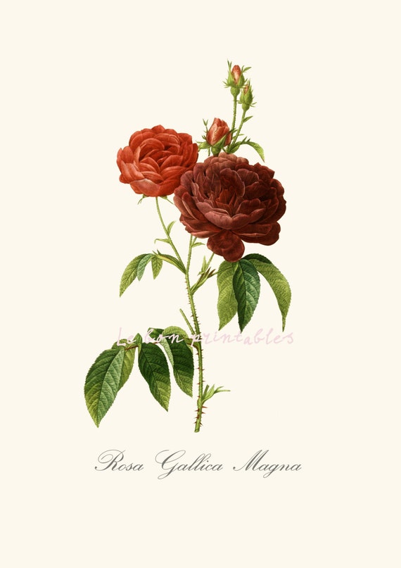 Vintage rose printable art print 8x11 instant download | Etsy