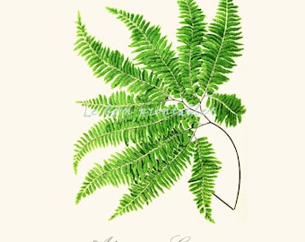 Printable art vintage fern wall decor instant download a4 jpeg