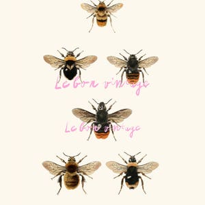 Vintage Bee Botanical Illustration | 8x11&quot; Digital Download | Nature Decor | Bee Lover Gift, french cottage decor kitchen art print, honey