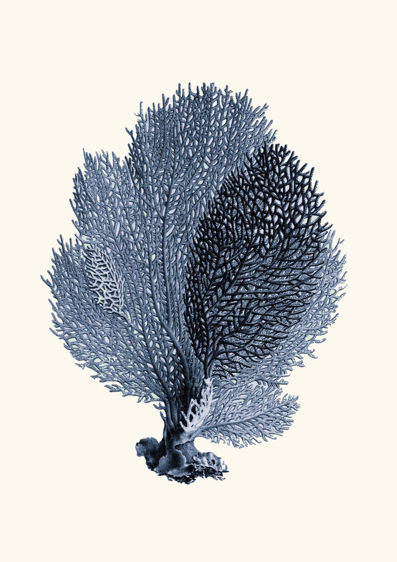 Vintage Sea Fan Coral Instant Download Printable Art Jpeg - Etsy Australia