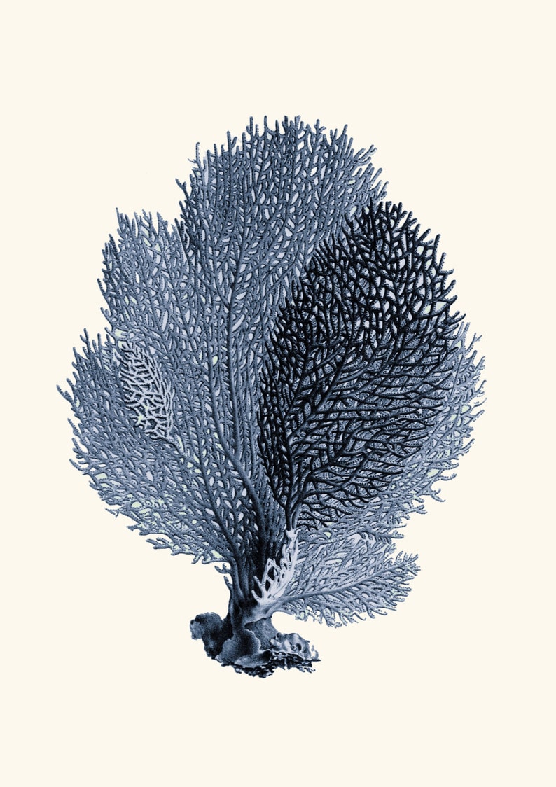 Vintage sea fan coral instant download printable art jpeg image 1