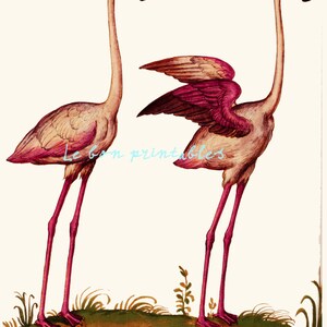 Vintage Flamingo Print | Tropical Bird Illustration | 8x11 Digital Download | Audubon Art | Botanical Wall Decor