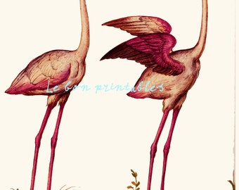 Printable art pink flamingo bird vintage instant download jpg 8,5 x 11 inch