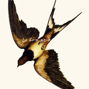 Vintage Swallow Print | Botanical Bird Illustration | 8x11 Digital Art | French Cottage Decor | Instant Download