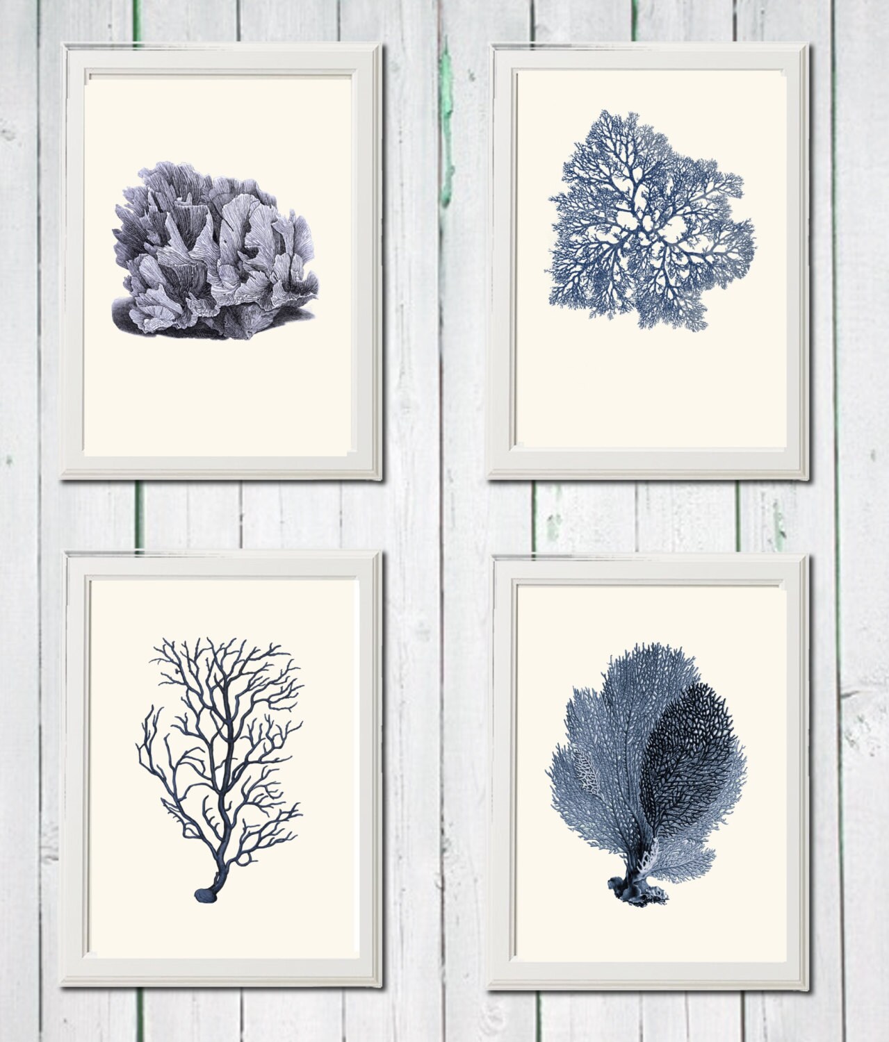 Blue Coral Collection 4 Rare Antique Botanical Prints Digital Download