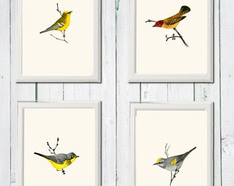 Vintage birds 4 printable art prints, warbler, instant downloadable