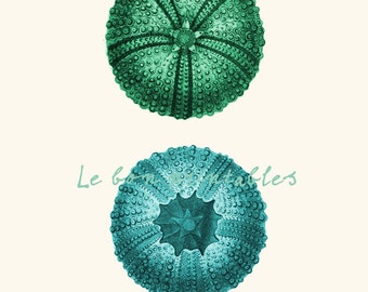 Printable art sea urchin blue and green a8x11 instant download