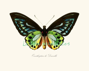 Vintage butterfly instant download printable art jpeg and png 8,5 x 11 inch