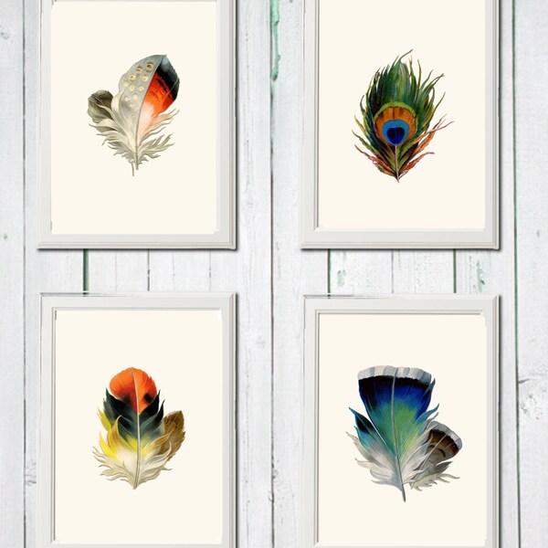 Printable art collection feather bird vintage instant download jpg 8,5 x 11 inch