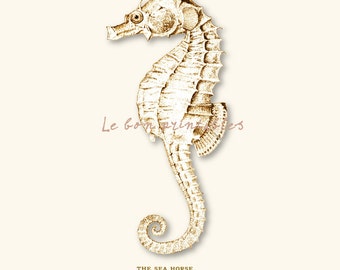 Printable art white seahorse engraving instant download A4 png and jpg