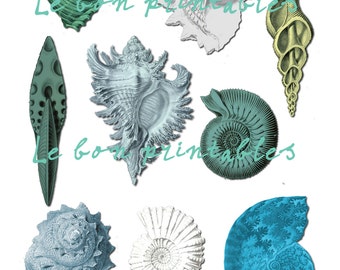 Sea shell french vintage collage sheet instant download