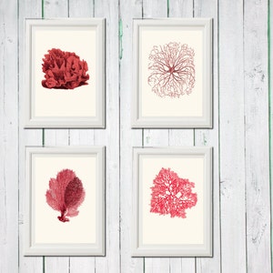 Coral coral red pink 4 art sea vintage printables digital file INSTANT DOWNLOAD