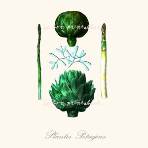 Stampa vintage di carciofi e asparagi | Arte botanica | Illustrazione digitale 8x11 | Download immediato | Decorazioni per la cucina | Cibo e cucina