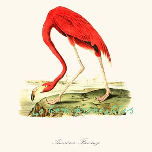 Printable art flamingo bird vintage instant download jpg 8,5 x 11 inch