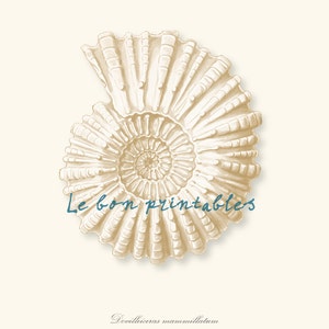 Printable art vintage sea shell white haeckel instant download 8,5 x11 inch