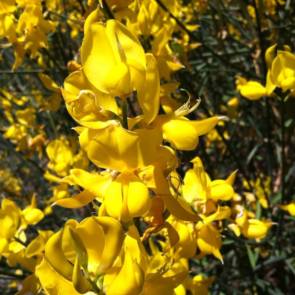 SPANISH BROOM SEEDS Popular Yellow Flower Heirloom Very Fragrant Bee Garden Drought Resistant Spartium Junceum Chemical-Free