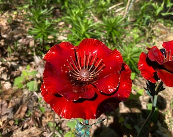 Crimson Daze Field Poppy